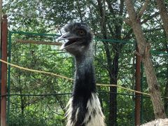 -青藏高原野生动物园