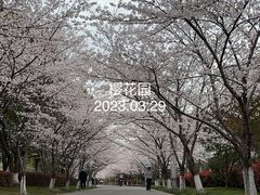 -高东镇樱花园