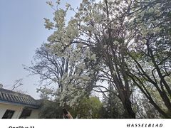 -西安青龙寺遗址景区