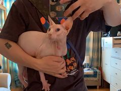 -70cat德文卷毛猫·缅因猫纯种猫舍