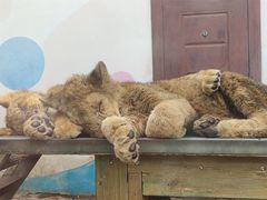 -大连森林动物园