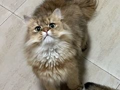 -猫大福·Fortune Cat猫舍(百子湾店)