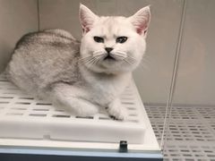 -lincat·猫舍(广州店)