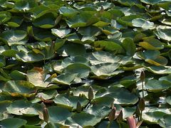 -白鹭湾湿地公园