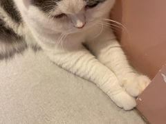 -猫儿山۰猫主题餐厅
