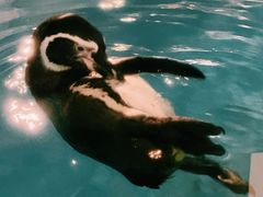 -帝企鹅自助餐厅•儿童岛•真企鹅(长隆企鹅酒店)