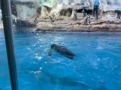 -帝企鹅自助餐厅•儿童岛•真企鹅(长隆企鹅酒店)