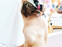 -猪盟咖啡店(玖洲道店)
