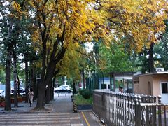 -三里屯东五街银杏大道
