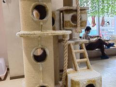 -藏猫猫咖啡主题馆(中央大道店)