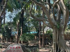 -瑞丽独树成林风景区