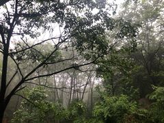 -大岭沟猕猴桃谷风景区