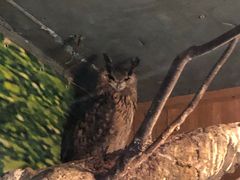 -上海大自然野生昆虫馆(东方明珠·爬宠昆虫探索中心)