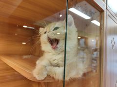 -猫十亿·布偶金渐层·曼基康矮脚猫舍(青年路店)