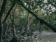 -宝安西湾红树林湿地公园