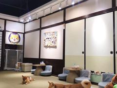 -逗柴咖啡屋·狗咖猫咖宠物桌游