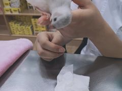 -瑞派名望24h动物医院异宠专科·猫专科·骨科·重症监护分院