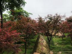 -广州市帽峰山景区