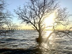 -宝安西湾红树林湿地公园