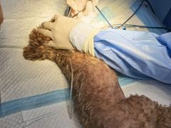 -爱贝特动物医院·猫口炎专科