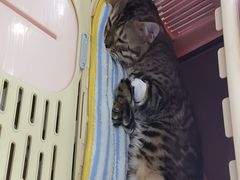 -东日国际动物医院·CT·心脏专科(桃源分院)