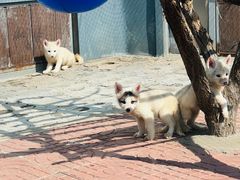 -西霞口神雕山野生动物世界