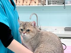 -北京观赏动物医院·24小时大型综合·猫专科·异宠专科