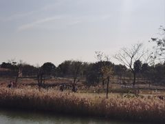 -安平桥