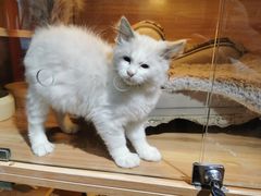 -喵百万·布偶·蓝金金渐层英短·猫舍(百子湾店)