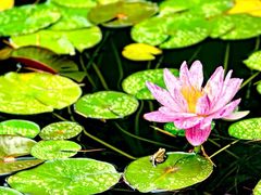 -国家植物园南园