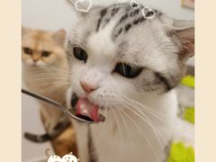 -有喵·猫咖·狗咖·30几只猫10只小狗(岗厦店)