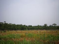 -西青郊野公园