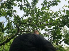 -香雪海