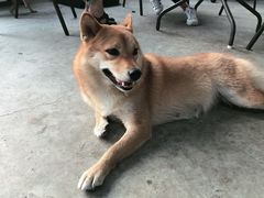 -柴犬高等学院·狗咖·柴犬售卖·宠物训练