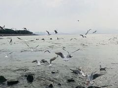 -宝安西湾红树林湿地公园