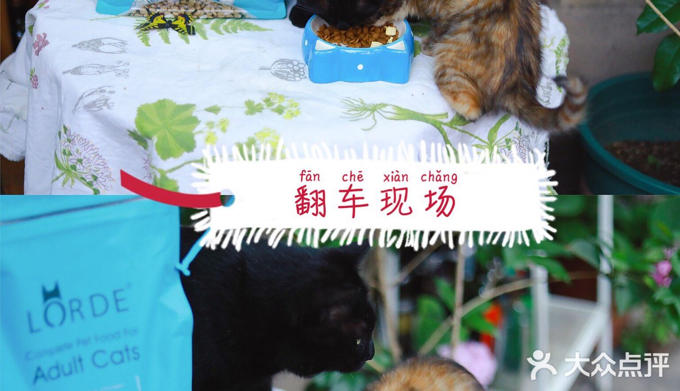 🐈养宠科普 | 国产网红猫粮评测报告！