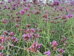 -春花秋色城市公园