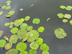 -昆山城市生态森林公园