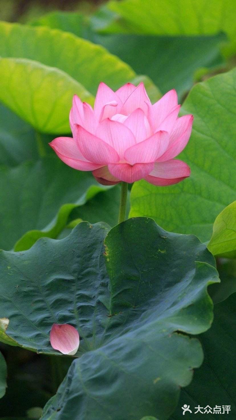 夏日国内十大赏荷花好去处