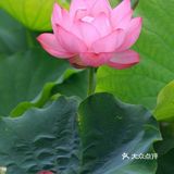 夏日国内十大赏荷花好去处