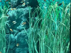 -上海海洋水族馆