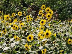 -长春公园(普阳街道)