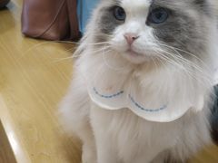 -滚猫咖啡·猫咖·猫友好撸猫(未来城店)