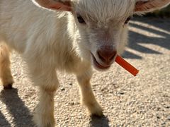 -前小桔亲子创意农场·草莓采摘·露营烧烤