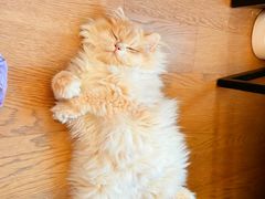 -lincat·猫舍(广州店)