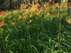 -大兴滨河森林公园