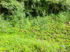 -罗田薄刀峰风景区