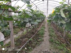 -马陆小张葡萄园农家乐