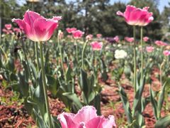 -花鸟鱼虫鲜花绿植市场(玉泉路店)
