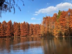 -上海海湾国家森林公园